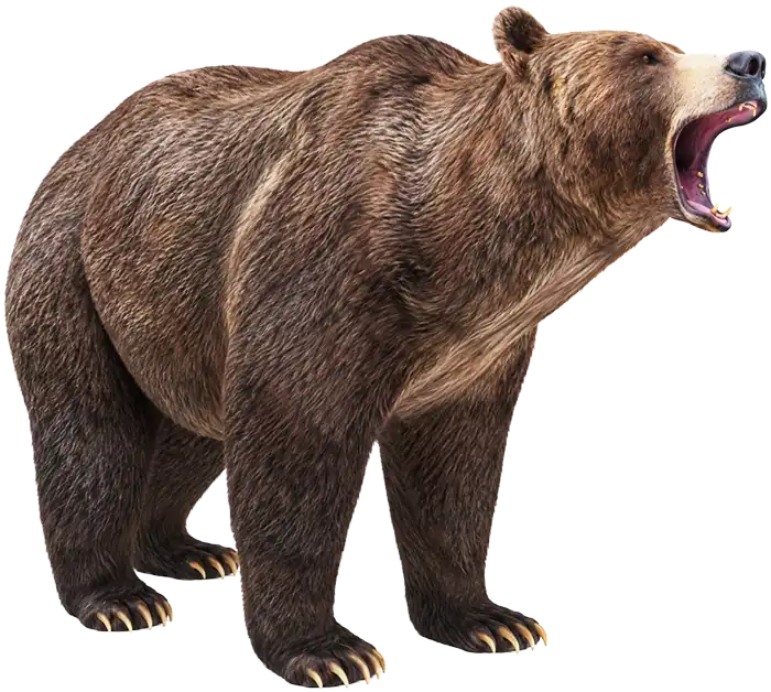 3D model of a brown bear from Mammals in Forests