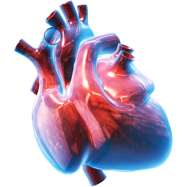 3D model of a human heart, shown in AR